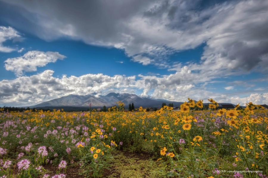 Johnson Ranch Homes For Sale near Flagstaff AZ Eileen Taggart
